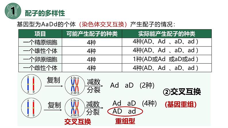 高中生物人教版2019必修2遗传与进化2-1减数分裂和受精作用(第三课时)精品课件第6页