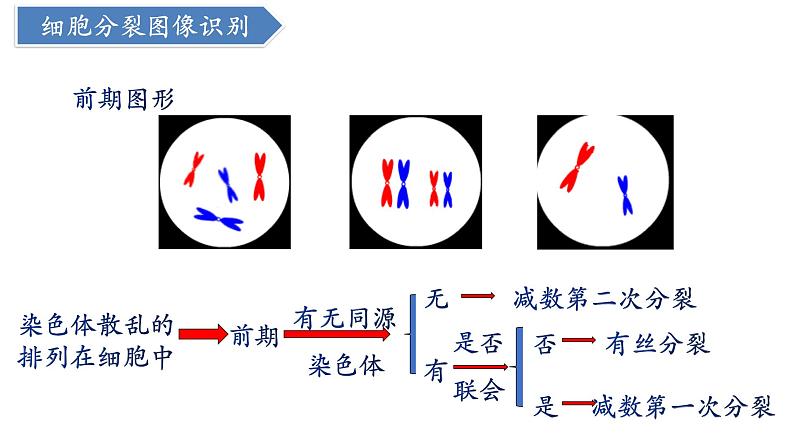 高中生物人教版2019必修2遗传与进化2-1减数分裂和受精作用(第2课时)精品课件第5页