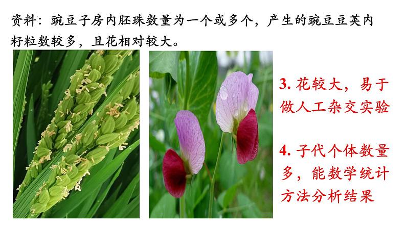 高中生物人教版2019必修2遗传与进化1-1孟德尔的豌豆杂交实验(一)精品课件1第8页