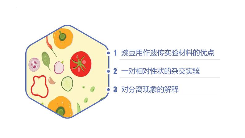 高中生物人教版2019必修2遗传与进化1-1孟德尔的豌豆杂交实验(一)(第一课时)精品课件第4页