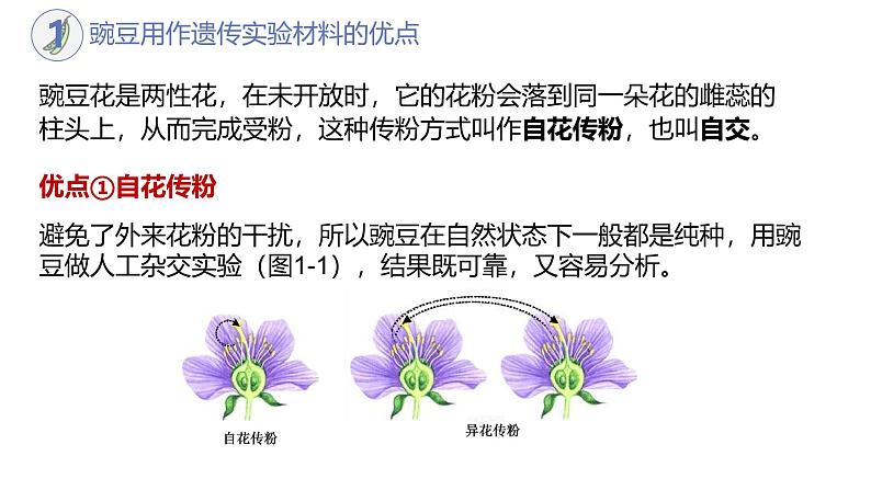 高中生物人教版2019必修2遗传与进化1-1孟德尔的豌豆杂交实验(一)(第一课时)精品课件第5页