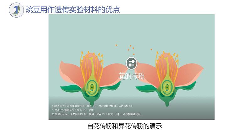 高中生物人教版2019必修2遗传与进化1-1孟德尔的豌豆杂交实验(一)(第一课时)精品课件第6页