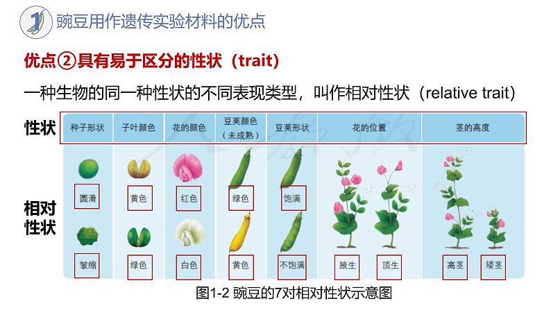 高中生物人教版2019必修2遗传与进化1-1孟德尔的豌豆杂交实验(一)(第一课时)精品课件第7页