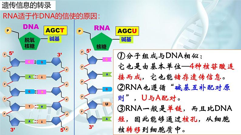 高中生物人教版2019必修2遗传与进化4-1DNA指导蛋白质的合成 课件07