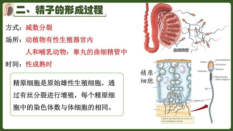 高中生物人教版2019必修2遗传与进化2-1减数分裂和受精作用 课件03