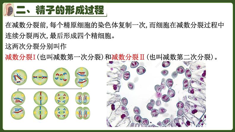 高中生物人教版2019必修2遗传与进化2-1减数分裂和受精作用 课件04