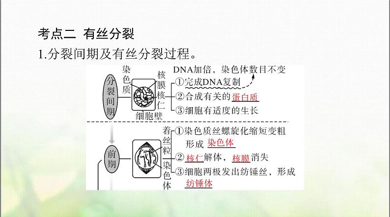 高考生物一轮复习必修1第6章第1节细胞的增殖课件第7页