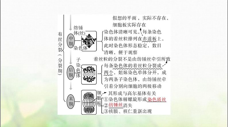 高考生物一轮复习必修1第6章第1节细胞的增殖课件第8页