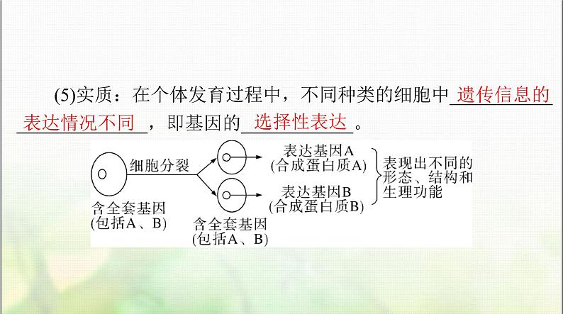 高考生物一轮复习必修1第6章第2、3节细胞的分化、细胞的衰老和死亡课件第4页
