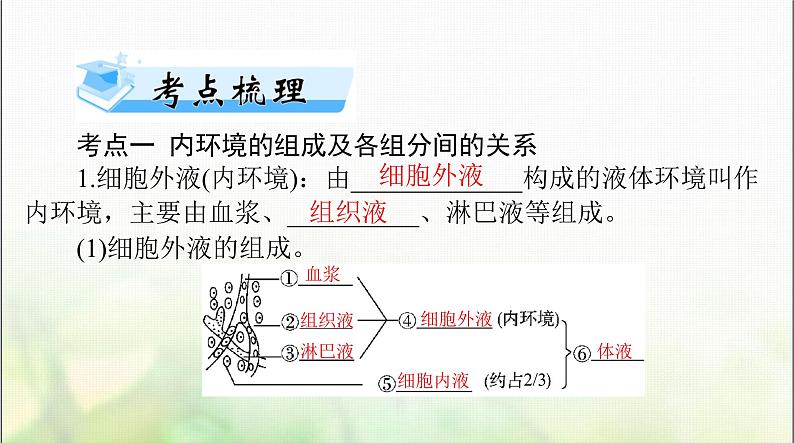 高考生物一轮复习选择性必修1第1章人体的内环境与稳态课件第3页