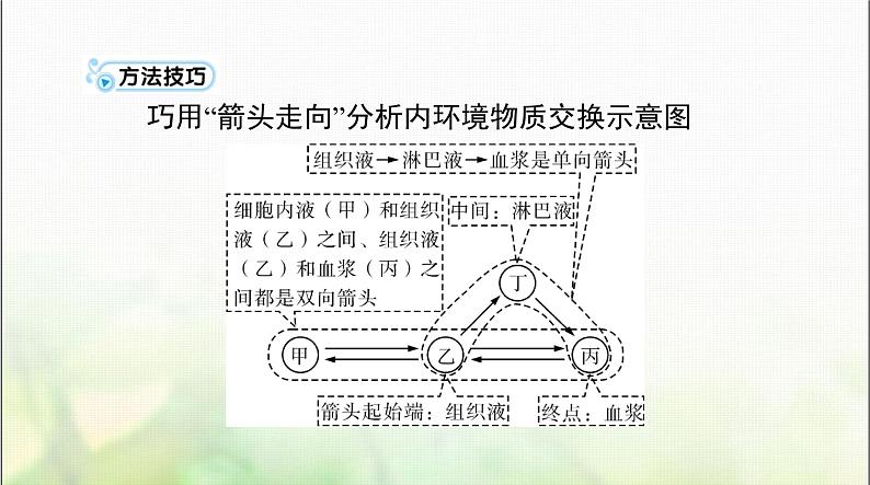 高考生物一轮复习选择性必修1第1章人体的内环境与稳态课件第5页
