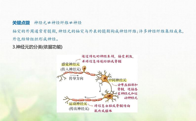 浙科版高中生物选择性必修1稳态与调节第2章神经调节第1节神经系统是神经调节的结构基础课件04