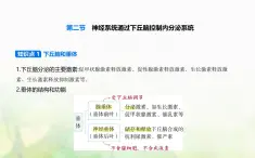 浙科版高中生物选择性必修1稳态与调节第3章体液调节第2节神经系统通过下丘脑控制内分泌系统课件