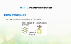 浙科版高中生物选择性必修1稳态与调节第4章免疫调节第3节人体通过特异性免疫对抗病原体课件