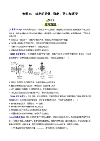 2024年高考真题和模拟题生物分类汇编(全国通用)专题07 细胞的分化、衰老、死亡和癌变(原卷版)