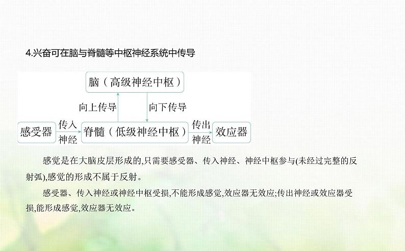 人教版高中生物选择性必修1稳态与调节第2章神经调节第2节神经调节的基本方式课件04