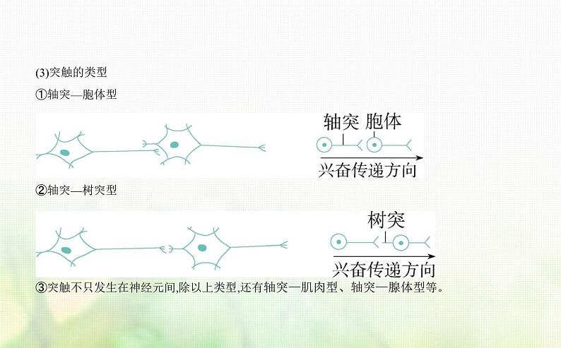人教版高中生物选择性必修1稳态与调节第2章神经调节第3节神经冲动的产生和传导课件第5页