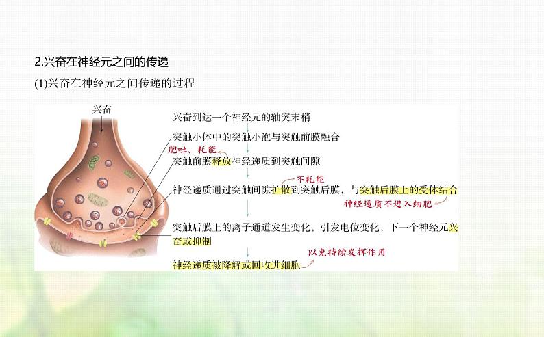 人教版高中生物选择性必修1稳态与调节第2章神经调节第3节神经冲动的产生和传导课件第6页