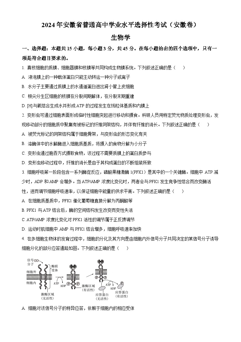 2024年新高考安徽卷生物高考真题解析（原卷+解析）