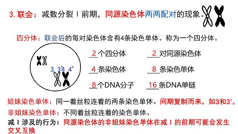 第11讲  减数分裂与受精作用-备战2025年高考生物一轮复习精优课件第5页