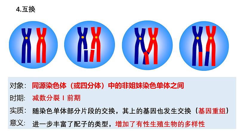 第11讲  减数分裂与受精作用-备战2025年高考生物一轮复习精优课件第6页