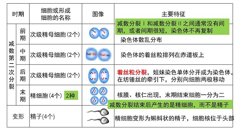 第11讲  减数分裂与受精作用-备战2025年高考生物一轮复习精优课件第8页