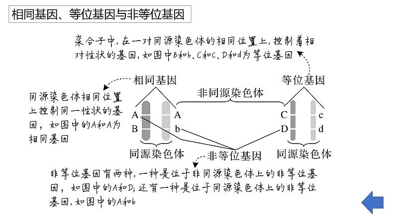第13讲 基因的分离定律-备战2025年高考生物一轮复习精优课件07