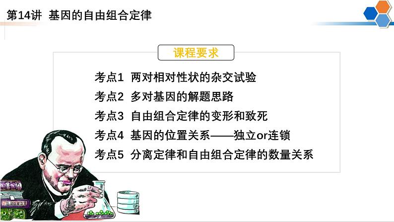 第14讲 自由组合定律-备战2025年高考生物一轮复习精优课件01