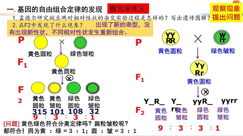 第14讲 自由组合定律-备战2025年高考生物一轮复习精优课件04
