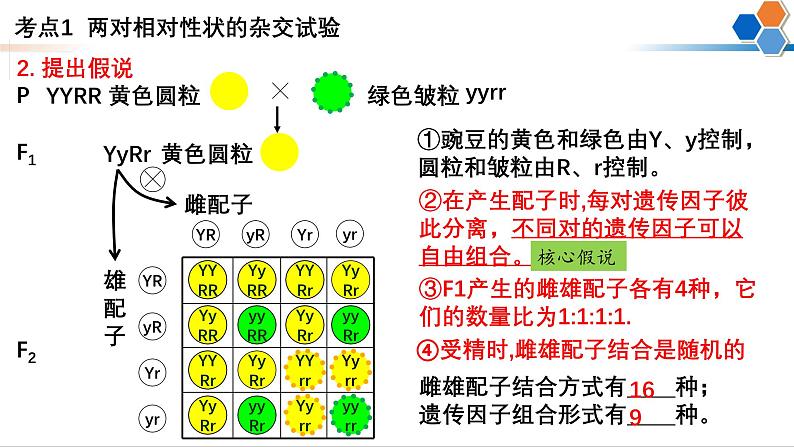 第14讲 自由组合定律-备战2025年高考生物一轮复习精优课件05