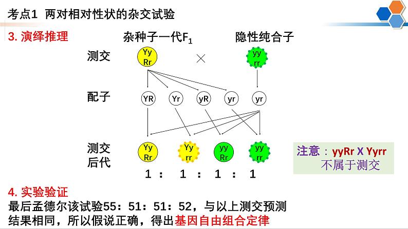 第14讲 自由组合定律-备战2025年高考生物一轮复习精优课件06