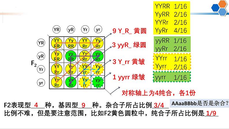 第14讲 自由组合定律-备战2025年高考生物一轮复习精优课件07
