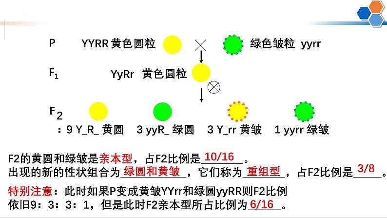 第14讲 自由组合定律-备战2025年高考生物一轮复习精优课件08