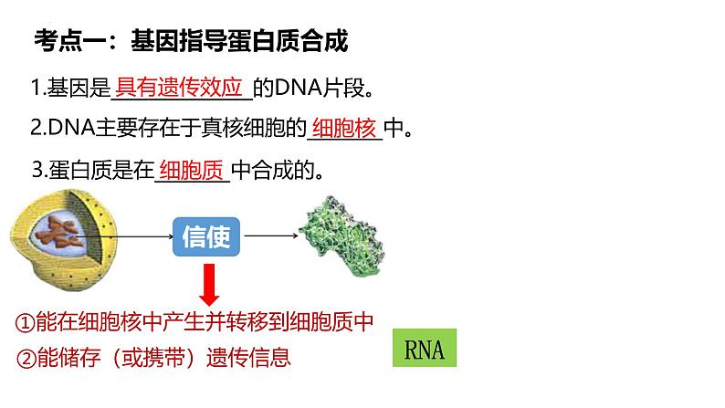 第18讲 基因的表达-备战2025年高考生物一轮复习精优课件第2页