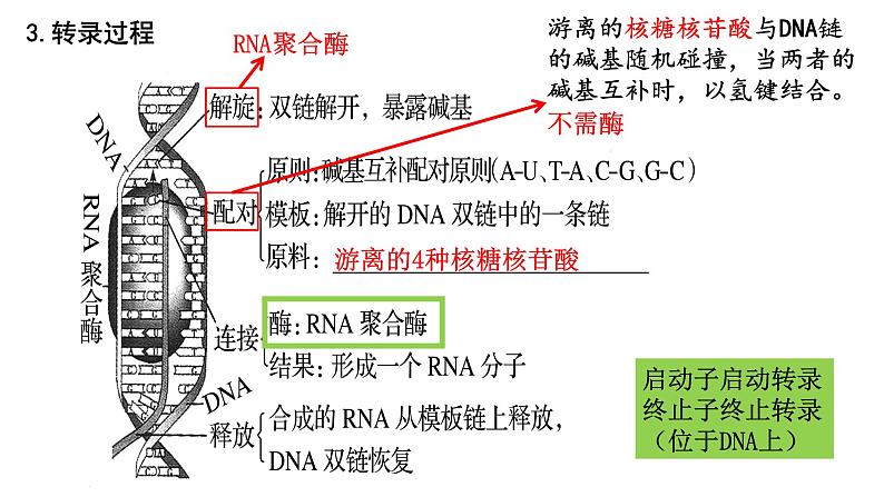 第18讲 基因的表达-备战2025年高考生物一轮复习精优课件第8页