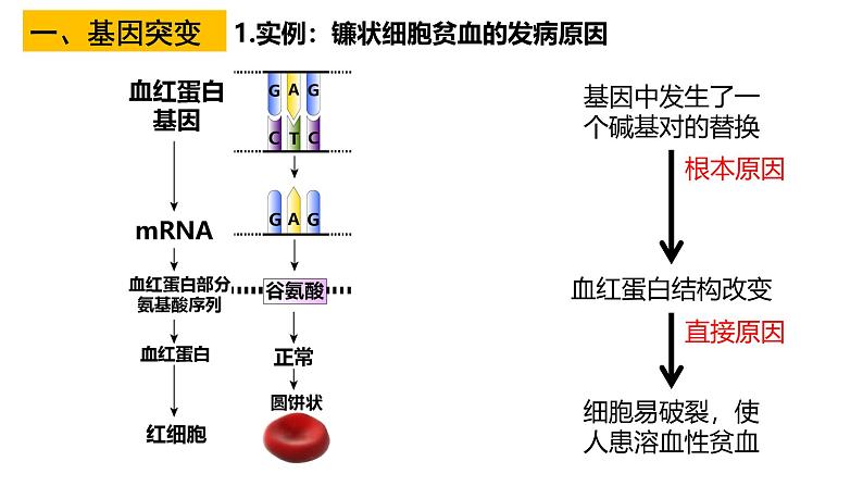 第19讲 基因突变和基因重组-备战2025年高考生物一轮复习精优课件第5页