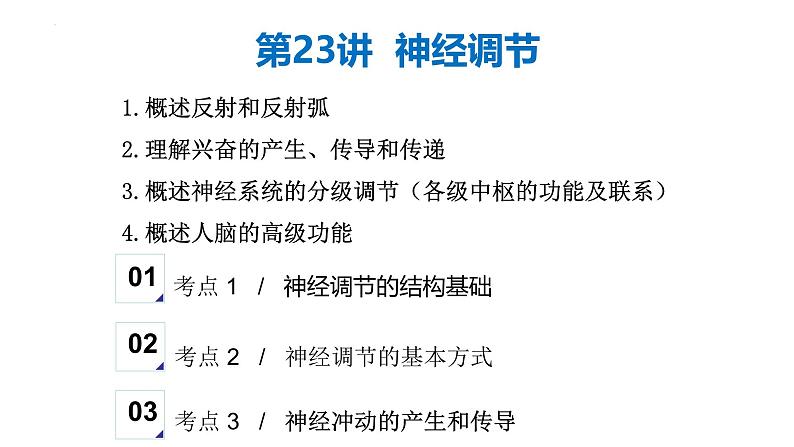 第23讲 神经调节-备战2025年高考生物一轮复习精优课件第1页