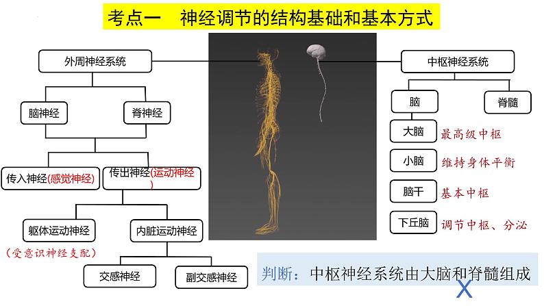 第23讲 神经调节-备战2025年高考生物一轮复习精优课件第2页
