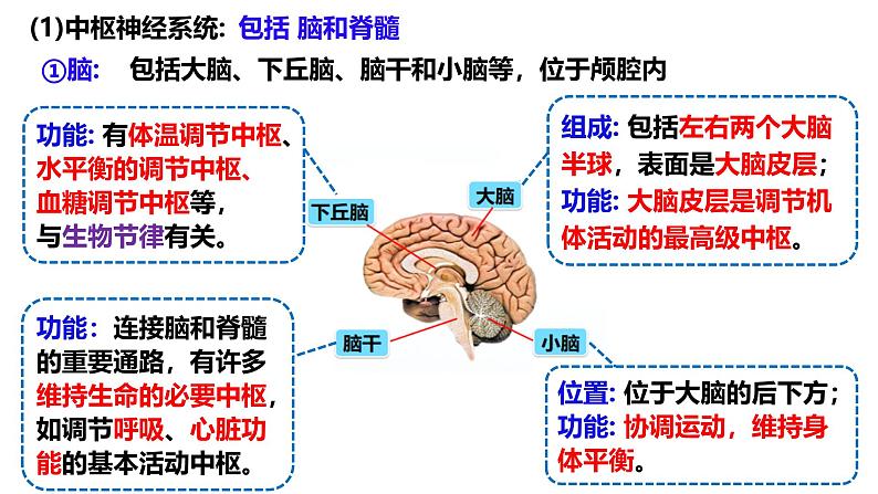 第23讲 神经调节-备战2025年高考生物一轮复习精优课件第3页