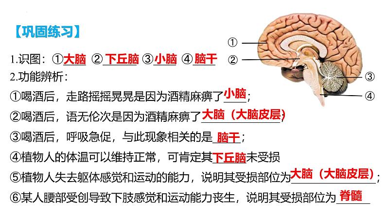 第23讲 神经调节-备战2025年高考生物一轮复习精优课件第4页