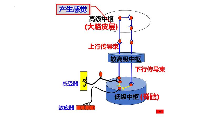 第23讲 神经调节-备战2025年高考生物一轮复习精优课件第6页