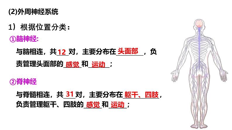 第23讲 神经调节-备战2025年高考生物一轮复习精优课件第8页