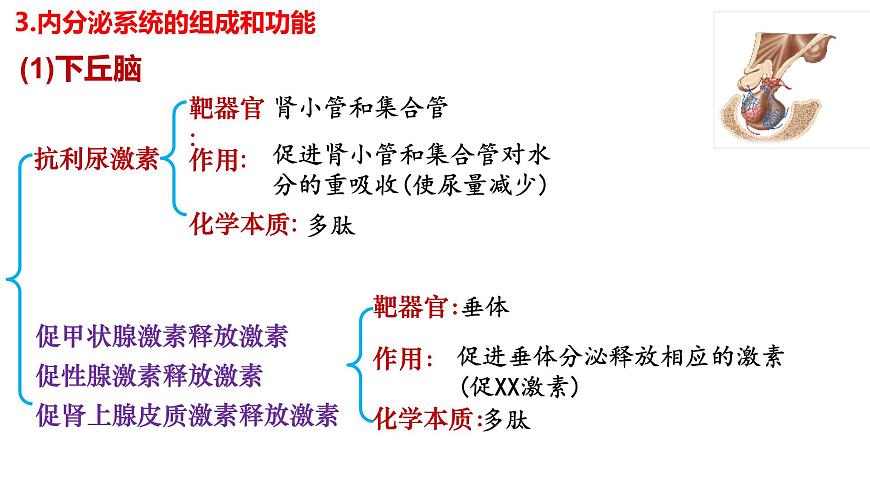 第24讲 体液调节-备战2025年高考生物一轮复习精优课件第8页