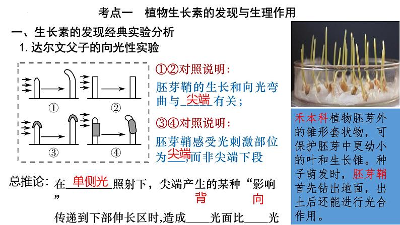 第26讲 植物生命活动的调节-备战2025年高考生物一轮复习精优课件第3页