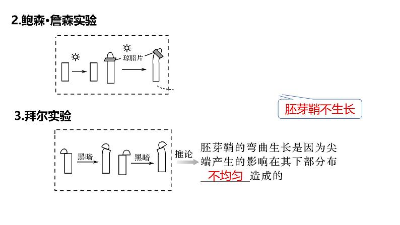 第26讲 植物生命活动的调节-备战2025年高考生物一轮复习精优课件第4页