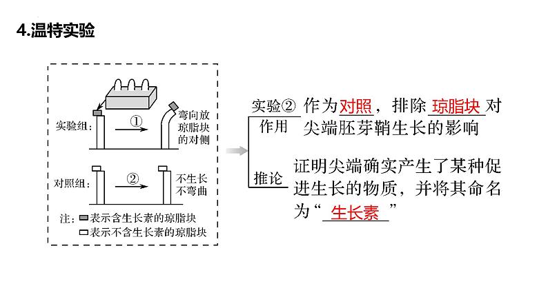 第26讲 植物生命活动的调节-备战2025年高考生物一轮复习精优课件第5页