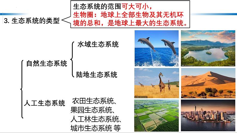 第29讲 生态系统的结构-备战2025年高考生物一轮复习精优课件第3页