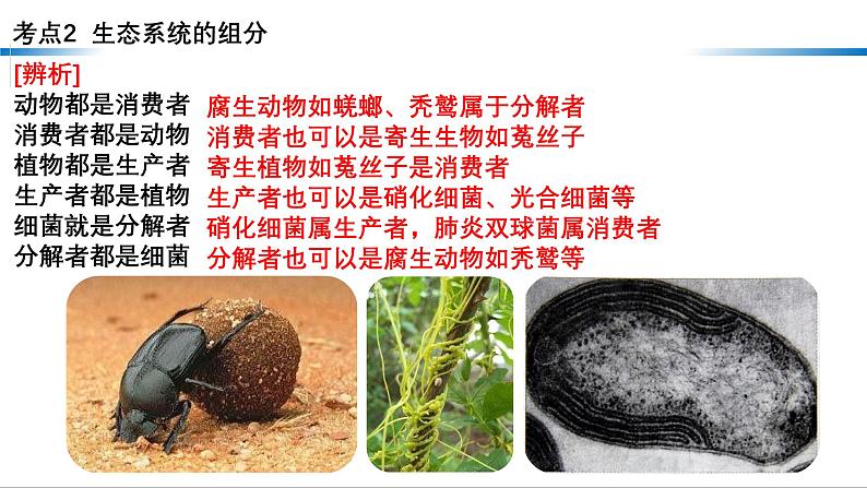 第29讲 生态系统的结构-备战2025年高考生物一轮复习精优课件第7页