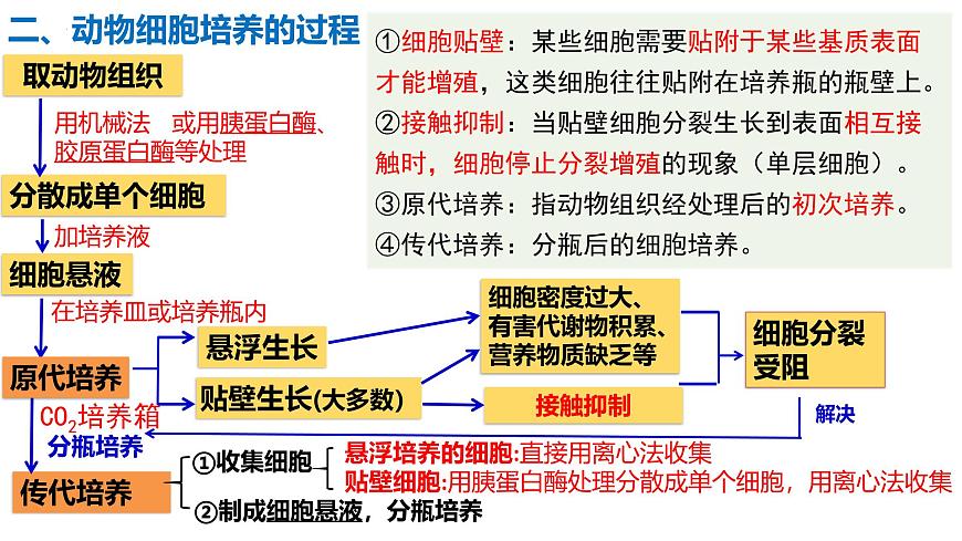 第34講 動(dòng)物細(xì)胞工程-備戰(zhàn)2025年高考生物一輪復(fù)習(xí)精優(yōu)課件第4頁(yè)