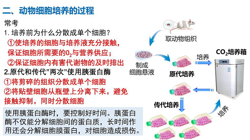 第34講 動(dòng)物細(xì)胞工程-備戰(zhàn)2025年高考生物一輪復(fù)習(xí)精優(yōu)課件第5頁(yè)